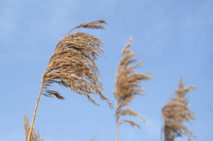 viento